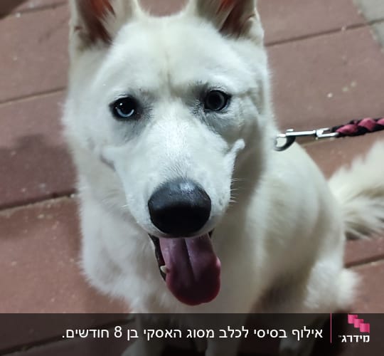 כלב עם רצועה יושב על רצפה מרוצפת